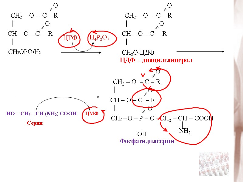 ЦТФ Н4Р2О7 ЦДФ – диацилглицерол НО – СН2 – СН (NH2) СООН ЦМФ Фосфатидилсерин